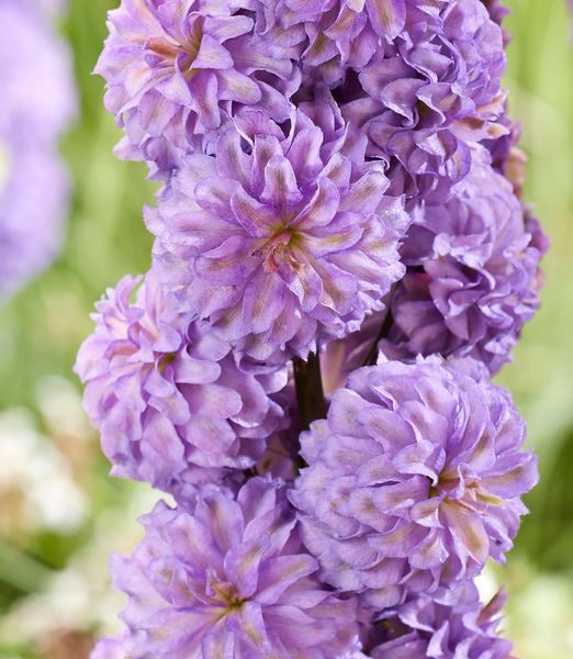 Delphinium 'Highlander Purple Surprise'